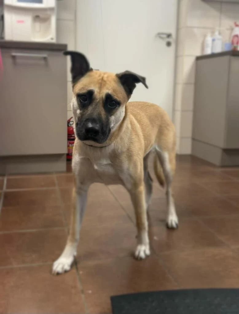 CELINA, 4yo Mixed Breed for adoption at Schronisko dla Bezdomnych Zwierząt w Zielonej Górze, Zielona Góra