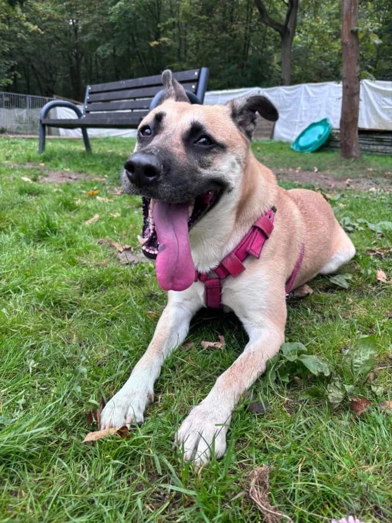 CELINA, female 4yo Mixed Breed for adoption at Schronisko dla Bezdomnych Zwierząt w Zielonej Górze, Zielona Góra