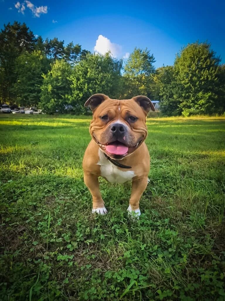 VAN DAM, 6yo Mixed Breed for adoption at Schronisko dla Bezdomnych Zwierząt w Zielonej Górze, Zielona Góra