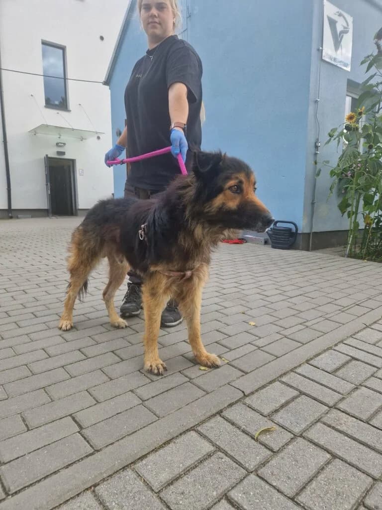 BAHAR, 4yo Mixed Breed for adoption at Schronisko dla Bezdomnych Zwierząt w Zielonej Górze, Zielona Góra