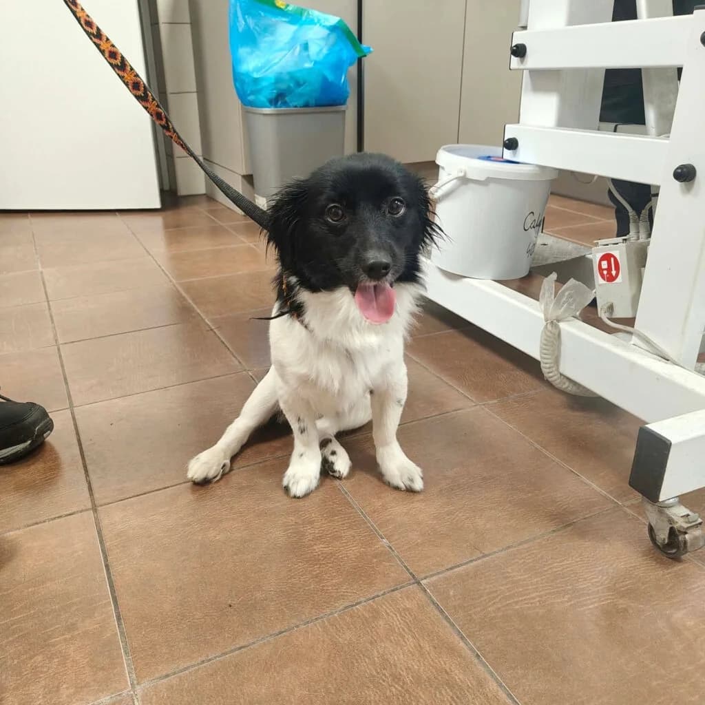 MILTEN, 5yo Mixed Breed for adoption at Schronisko dla Bezdomnych Zwierząt w Zielonej Górze, Zielona Góra