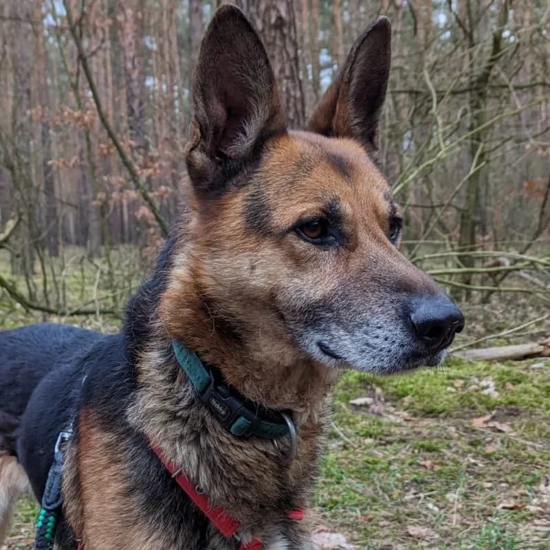 WOJAK, senior Mixed Breed for adoption at Schronisko dla Bezdomnych Zwierząt w Zielonej Górze, Zielona Góra