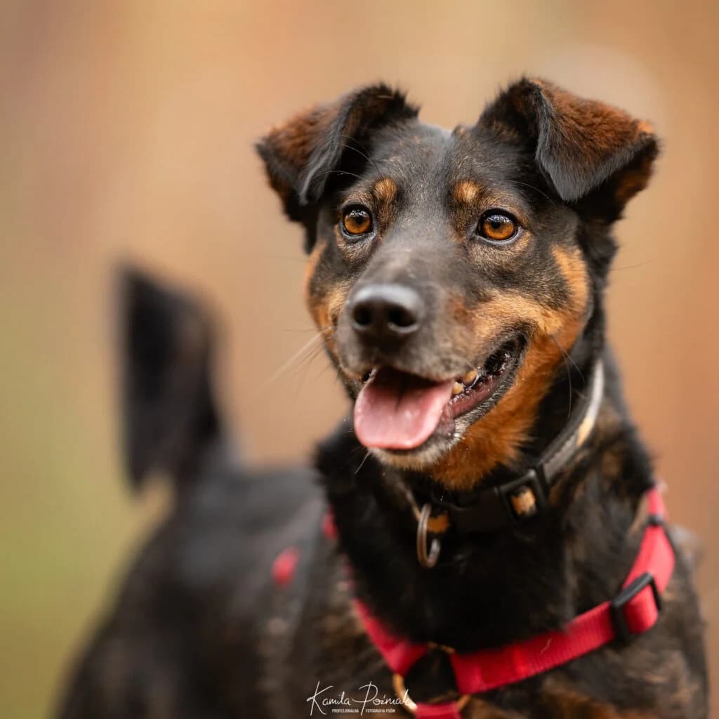 WETO, 7yo Mixed Breed for adoption at Schronisko dla Bezdomnych Zwierząt w Zielonej Górze, Zielona Góra