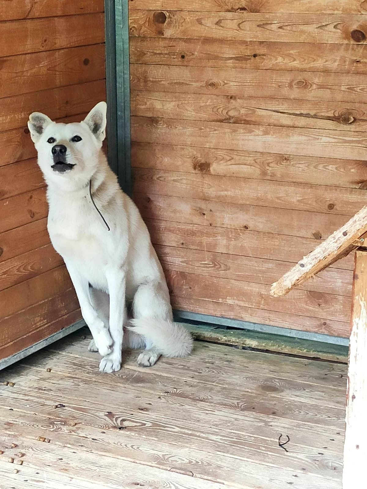 Misiek, male young Mixed Breed for adoption at Schronisko Orzechowce
