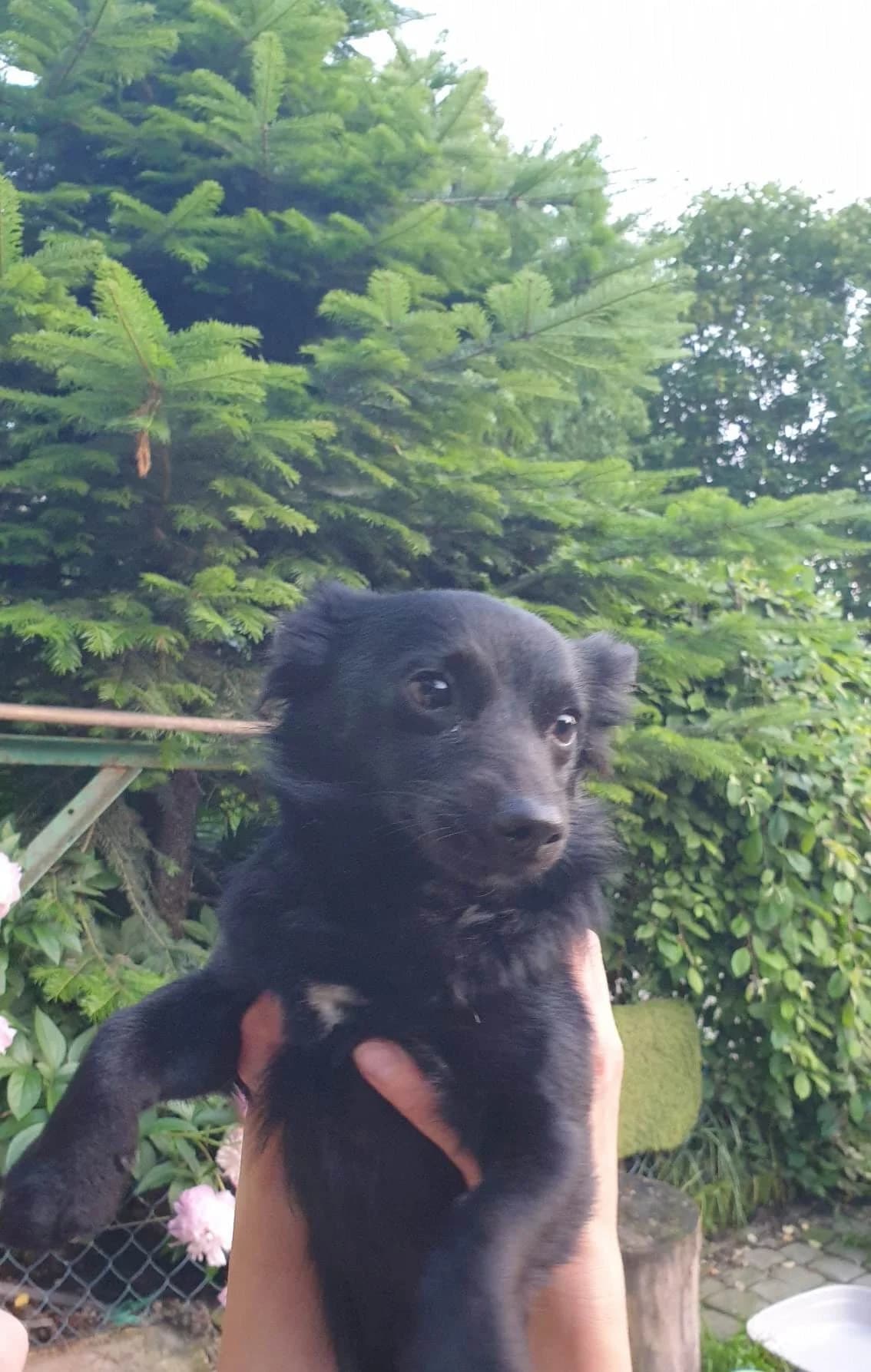Roki, male 4yo Mixed Breed for adoption at Schronisko Orzechowce