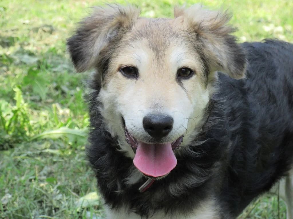 Donald, male puppy Mixed Breed for adoption at Schronisko Orzechowce