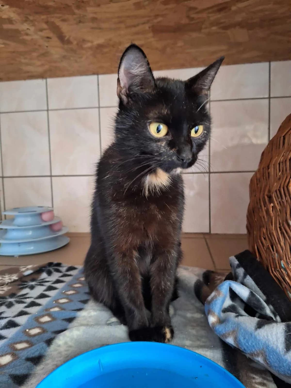 Helenka, female young Mixed Breed for adoption at Schronisko Orzechowce