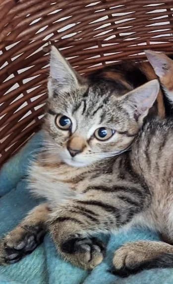 Haker, male 3yo Mixed Breed for adoption at Schronisko Orzechowce