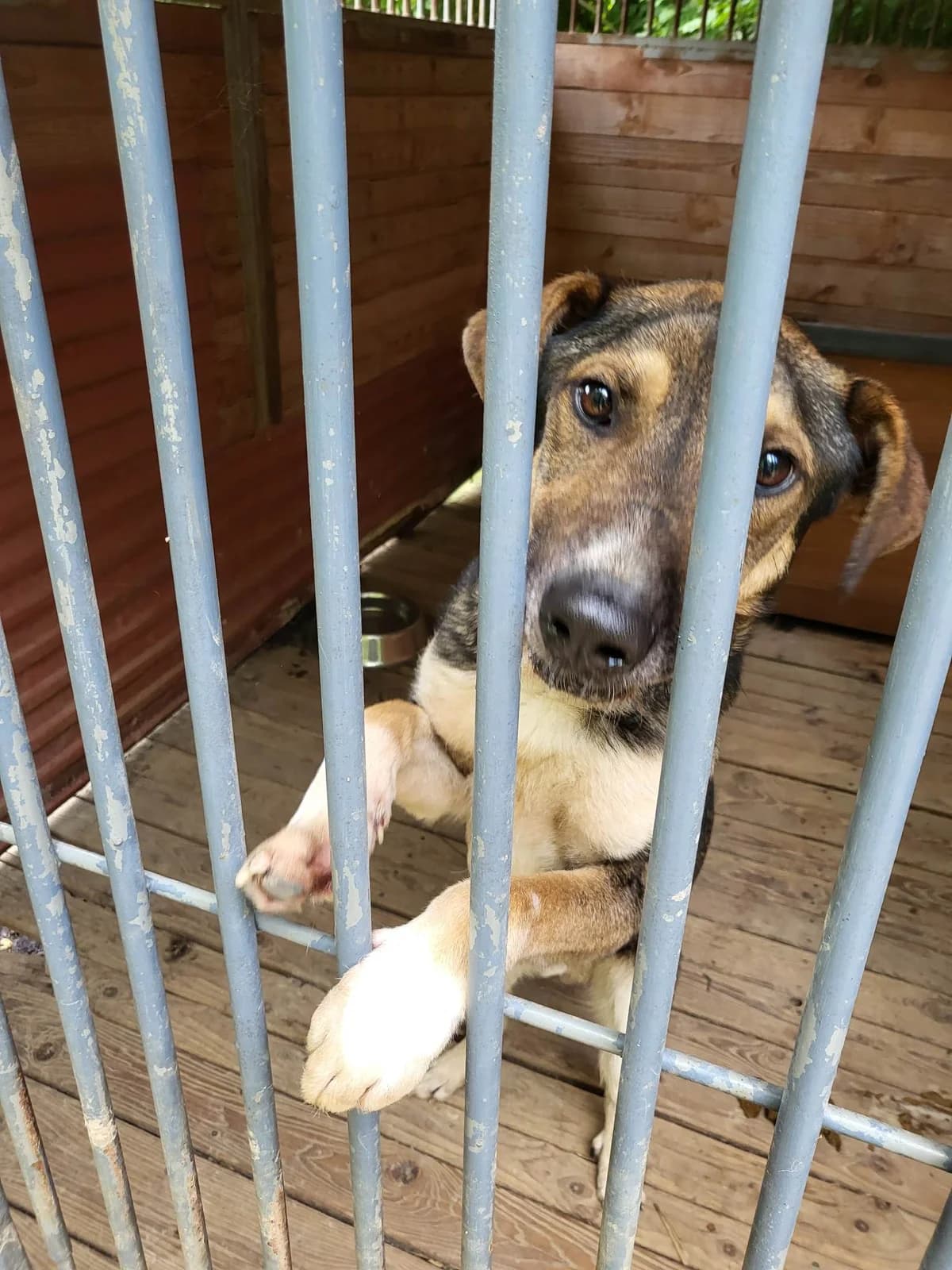 Toto, male 6yo Mixed Breed for adoption at Schronisko Orzechowce
