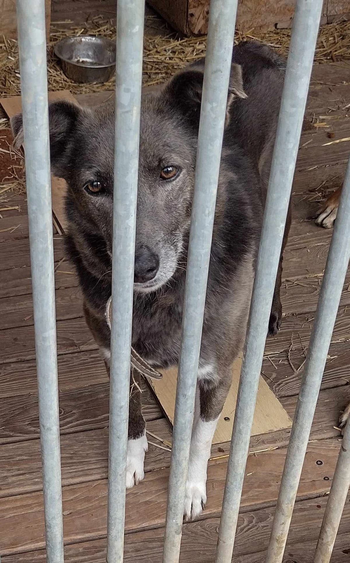 Kira, female 5yo Mixed Breed for adoption at Schronisko Orzechowce