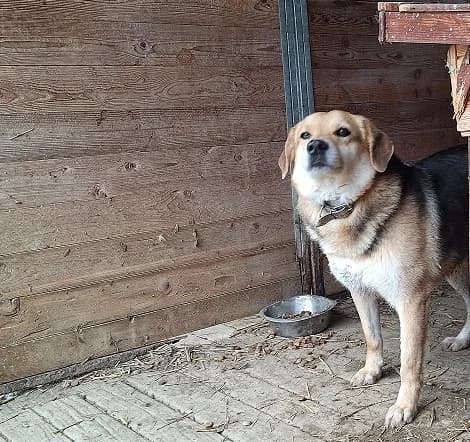 Max, male 6yo Mixed Breed for adoption at Schronisko Orzechowce