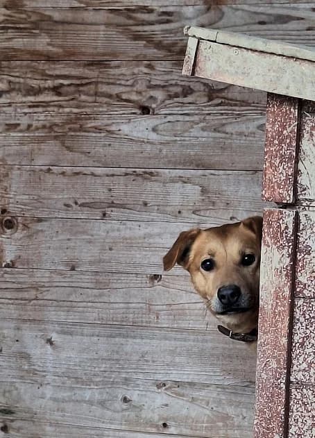 Alma, female 4yo Mixed Breed for adoption at Schronisko Orzechowce