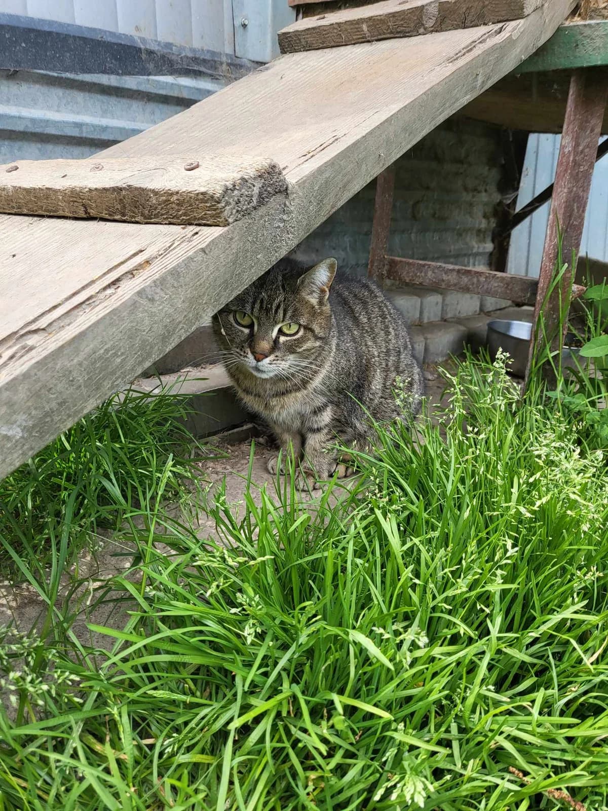 Trufla, female 4yo Mixed Breed for adoption at Schronisko Orzechowce