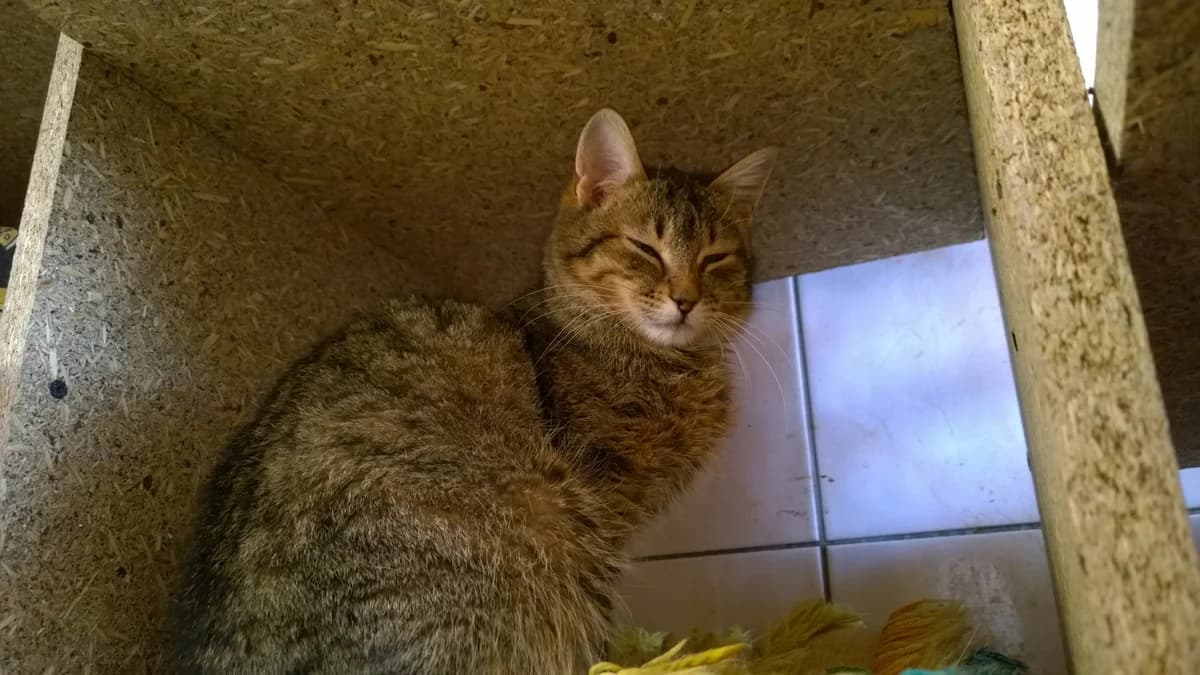 Zyta, female young Mixed Breed for adoption at Schronisko Orzechowce