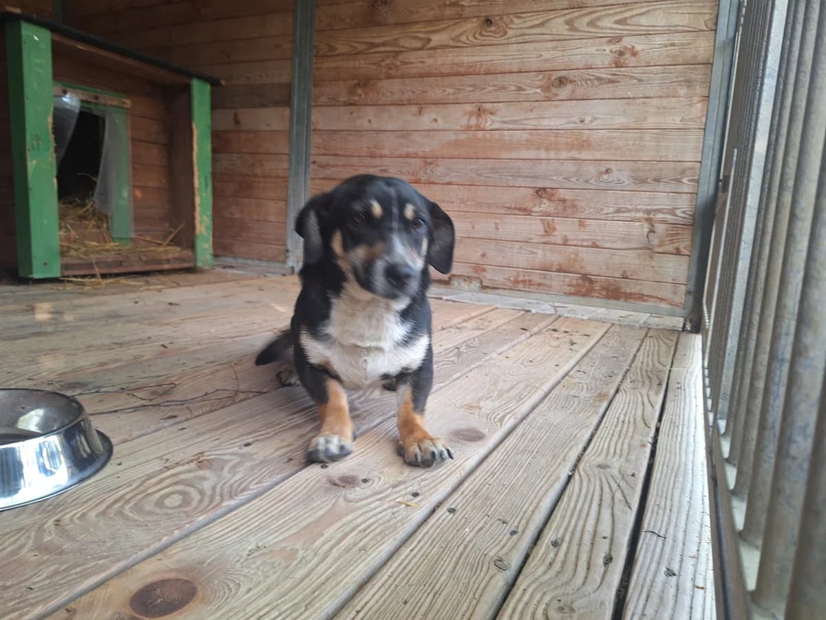 Orlik, male Mixed Breed for adoption at Schronisko Orzechowce