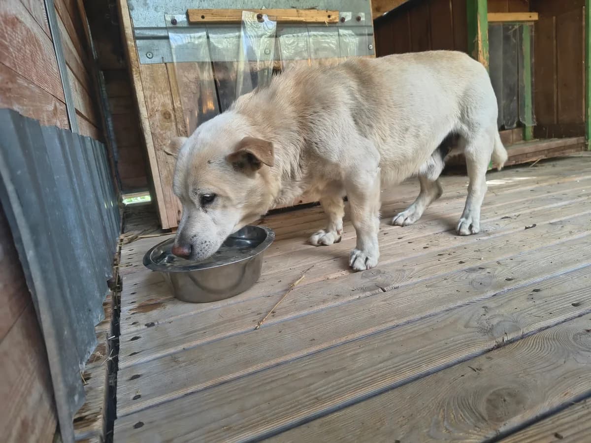 Jarek, male senior Mixed Breed for adoption at Schronisko Orzechowce