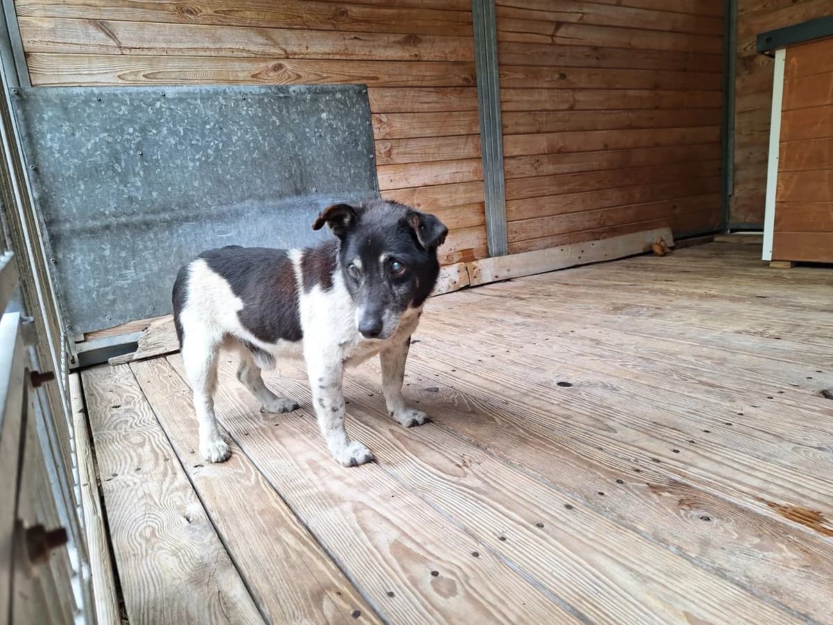 Baks, male senior Mixed Breed for adoption at Schronisko Orzechowce
