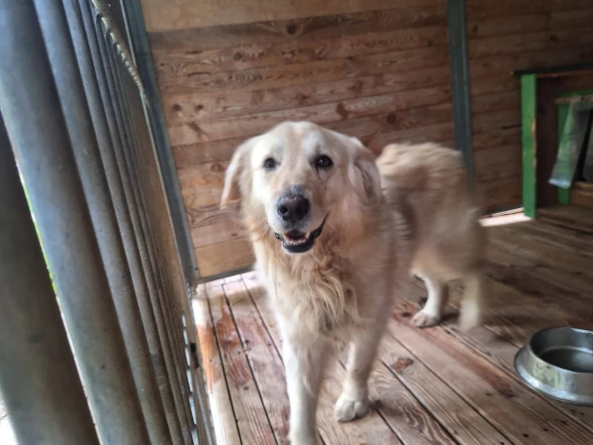Goldi, male puppy Mixed Breed for adoption at Schronisko Orzechowce