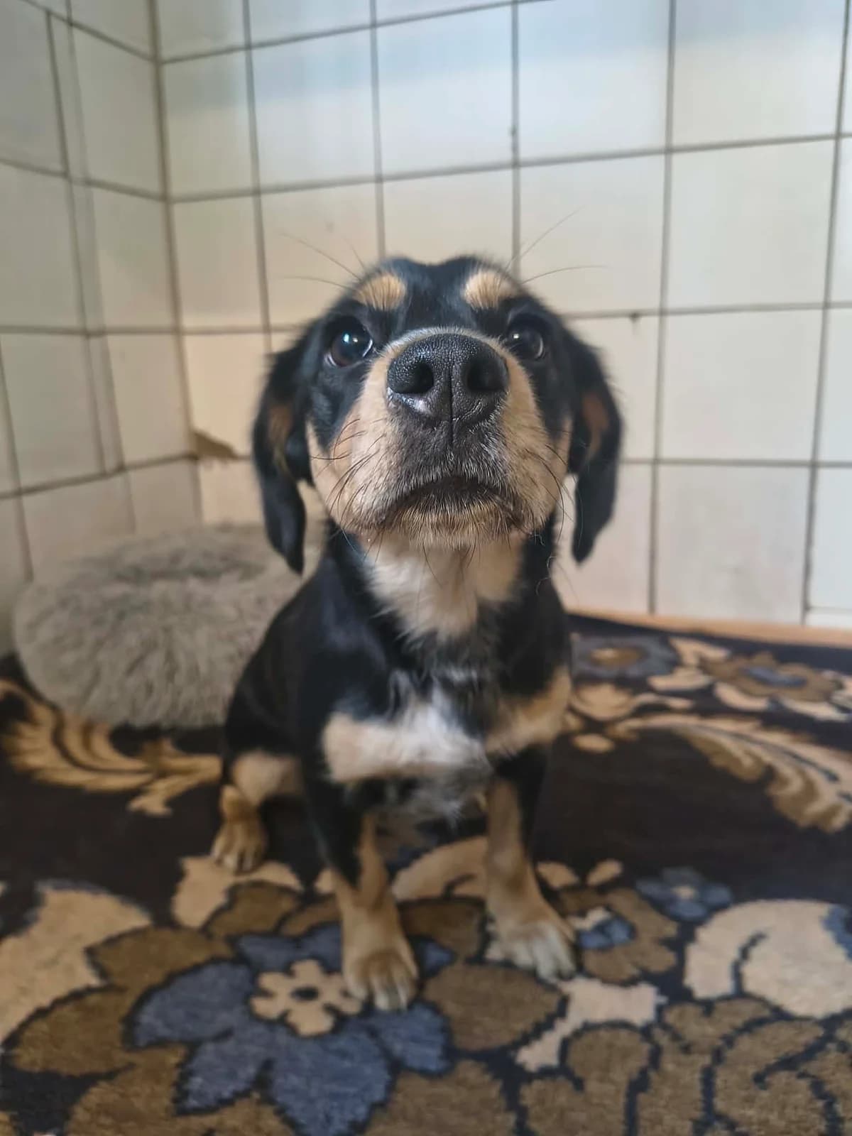 Suzi, female young Mixed Breed for adoption at Schronisko Orzechowce