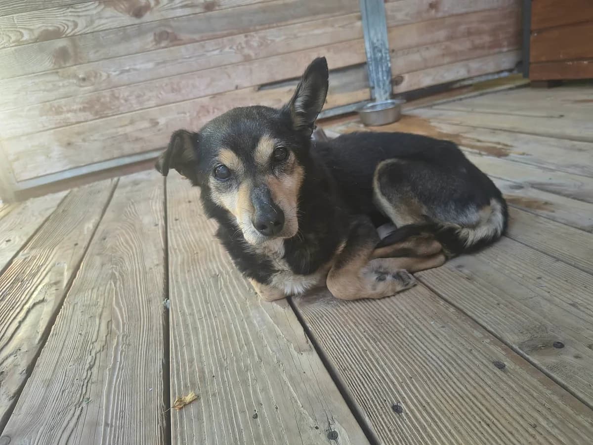 Ryszard, male senior Mixed Breed for adoption at Schronisko Orzechowce