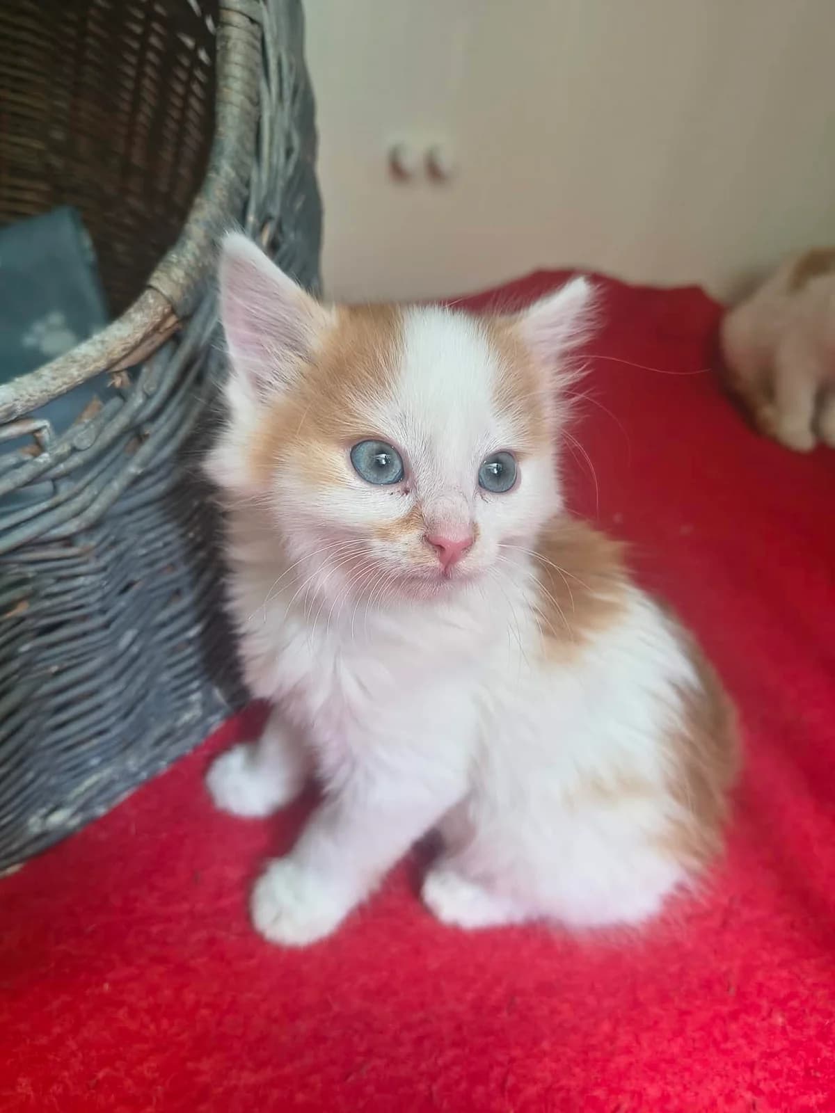 Flip, male puppy Mixed Breed for adoption at Schronisko Orzechowce