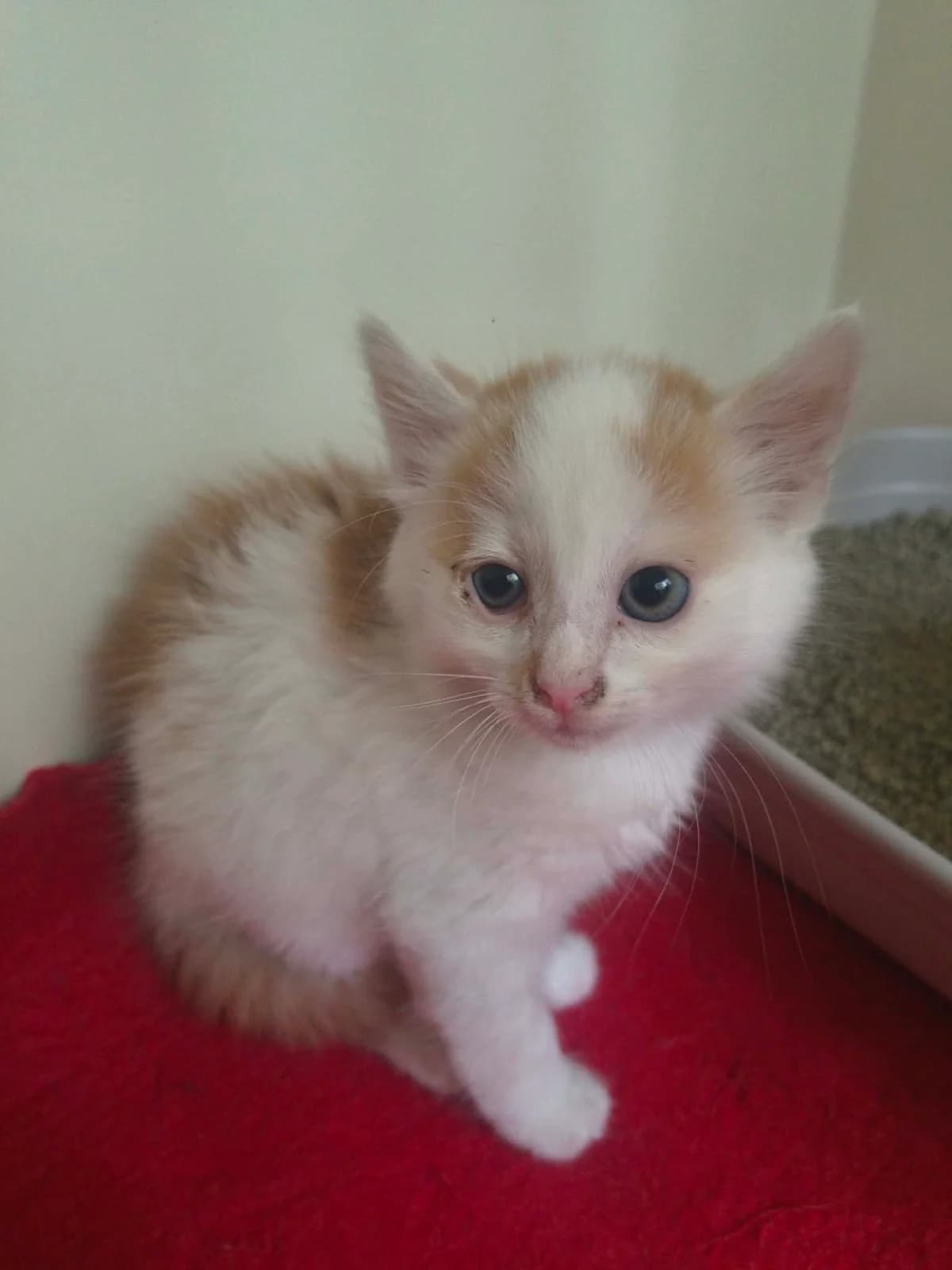 Flap, male puppy Mixed Breed for adoption at Schronisko Orzechowce