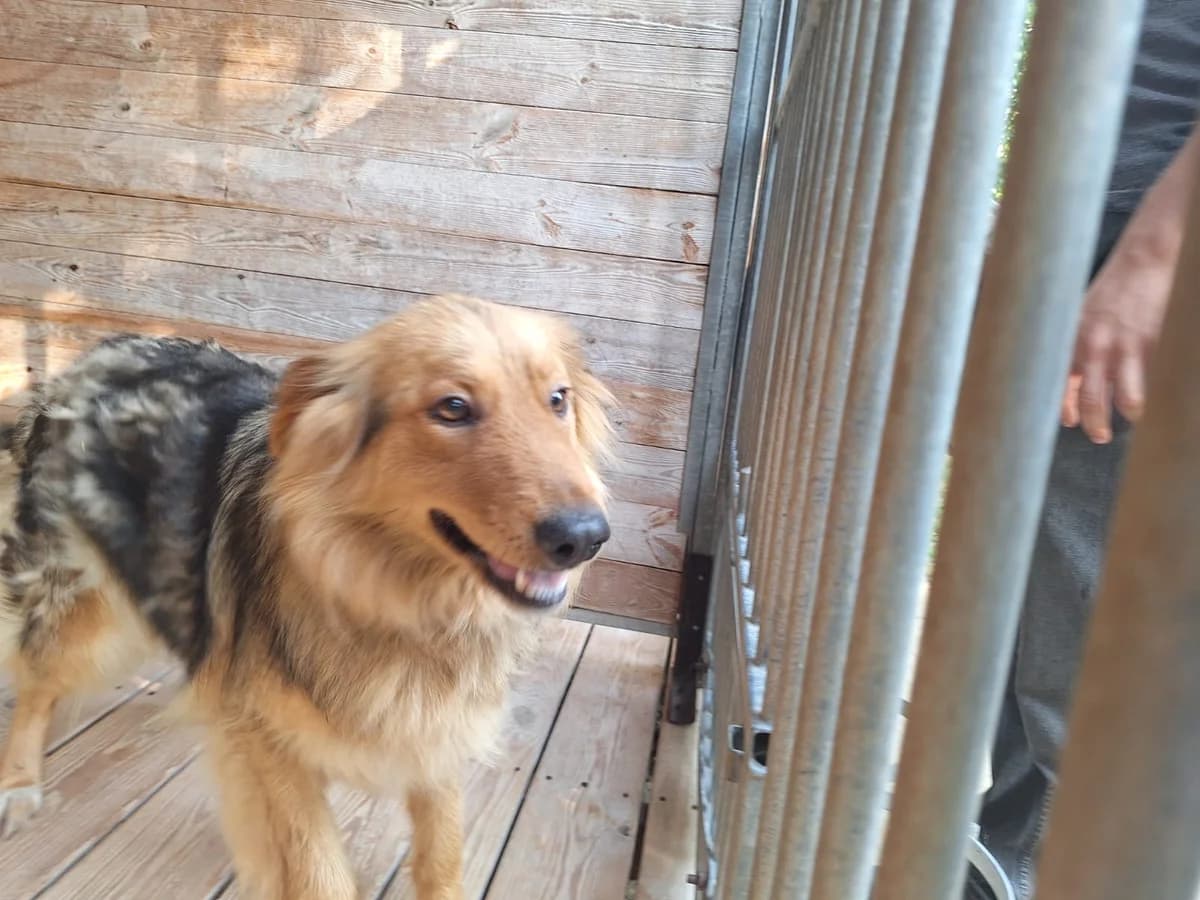 Gaja, female puppy Mixed Breed for adoption at Schronisko Orzechowce