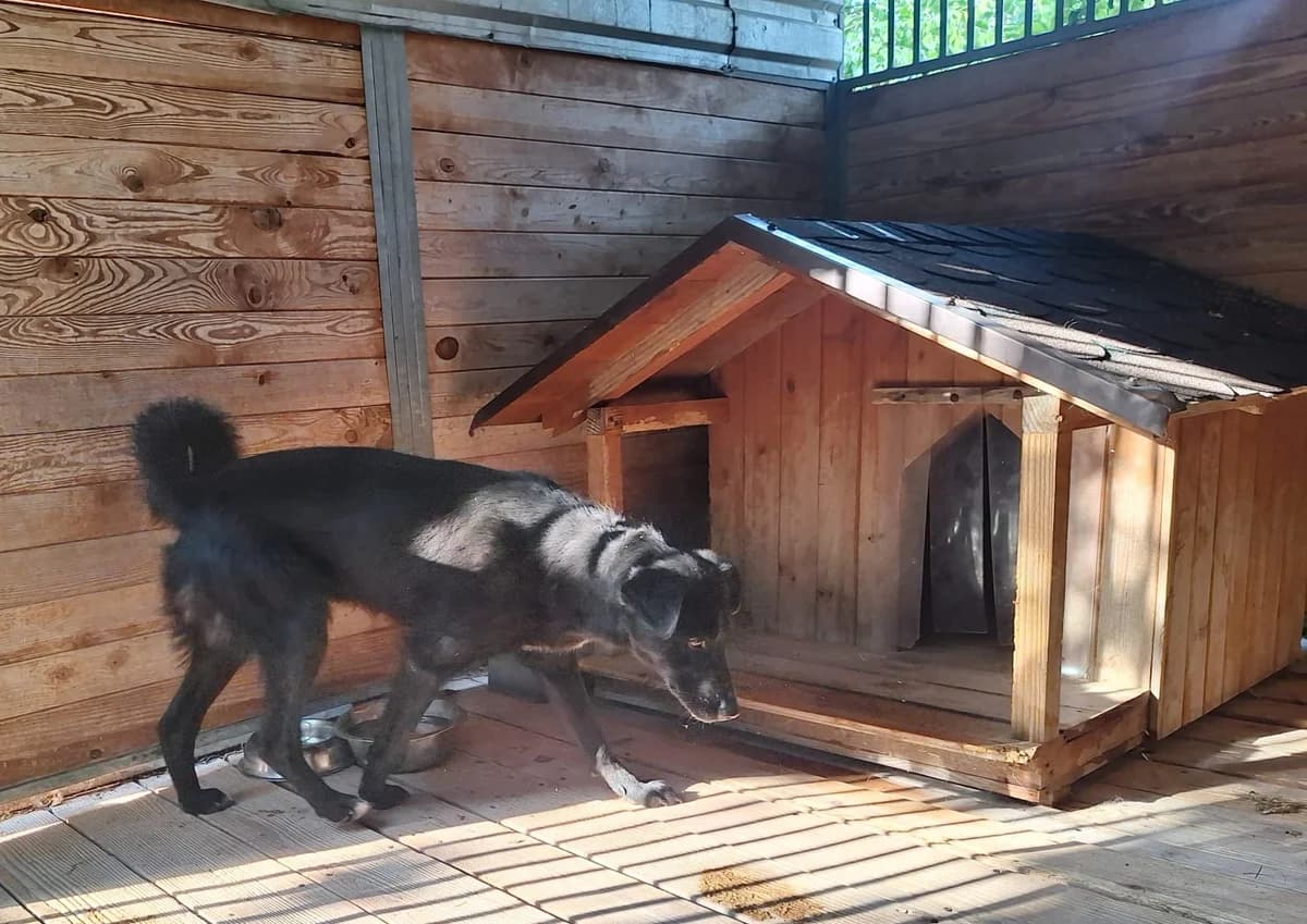 Grafi, male puppy Mixed Breed for adoption at Schronisko Orzechowce