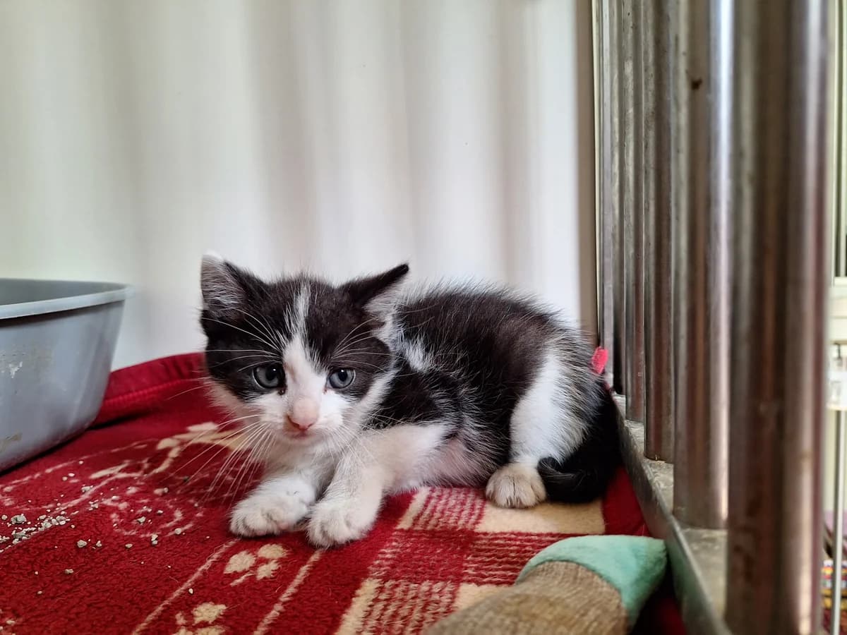 Mario, male puppy Mixed Breed for adoption at Schronisko Orzechowce