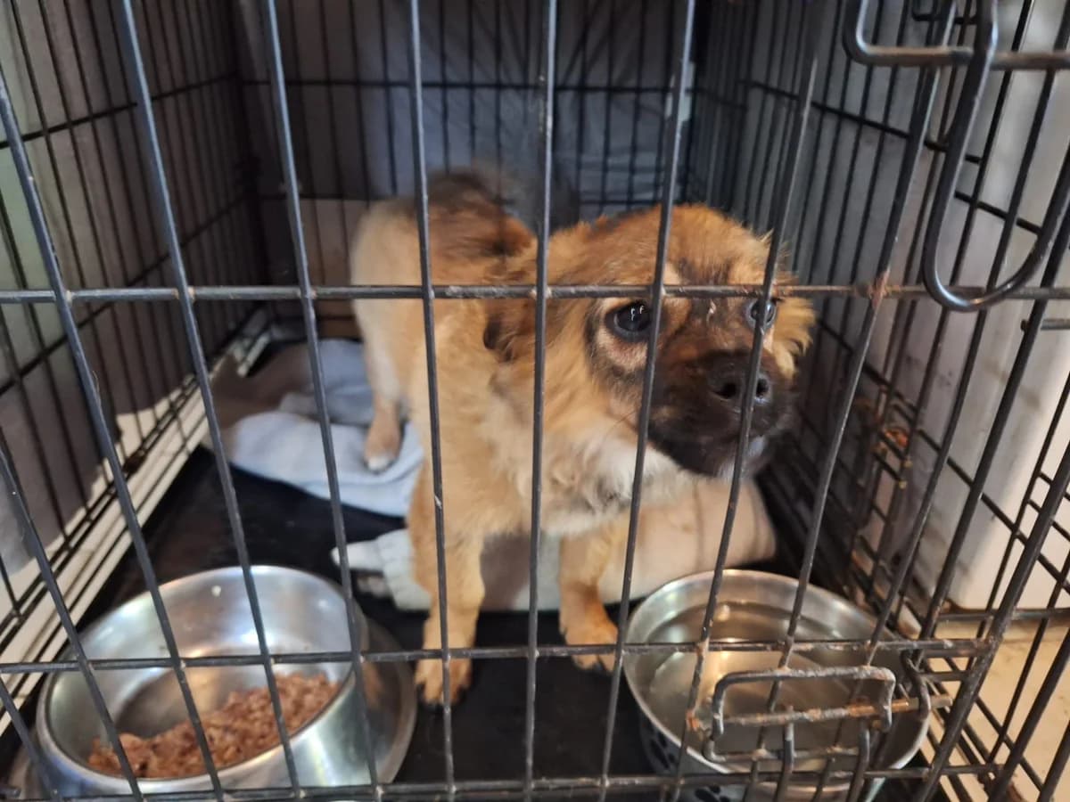 Ralf, male puppy Mixed Breed for adoption at Schronisko Orzechowce