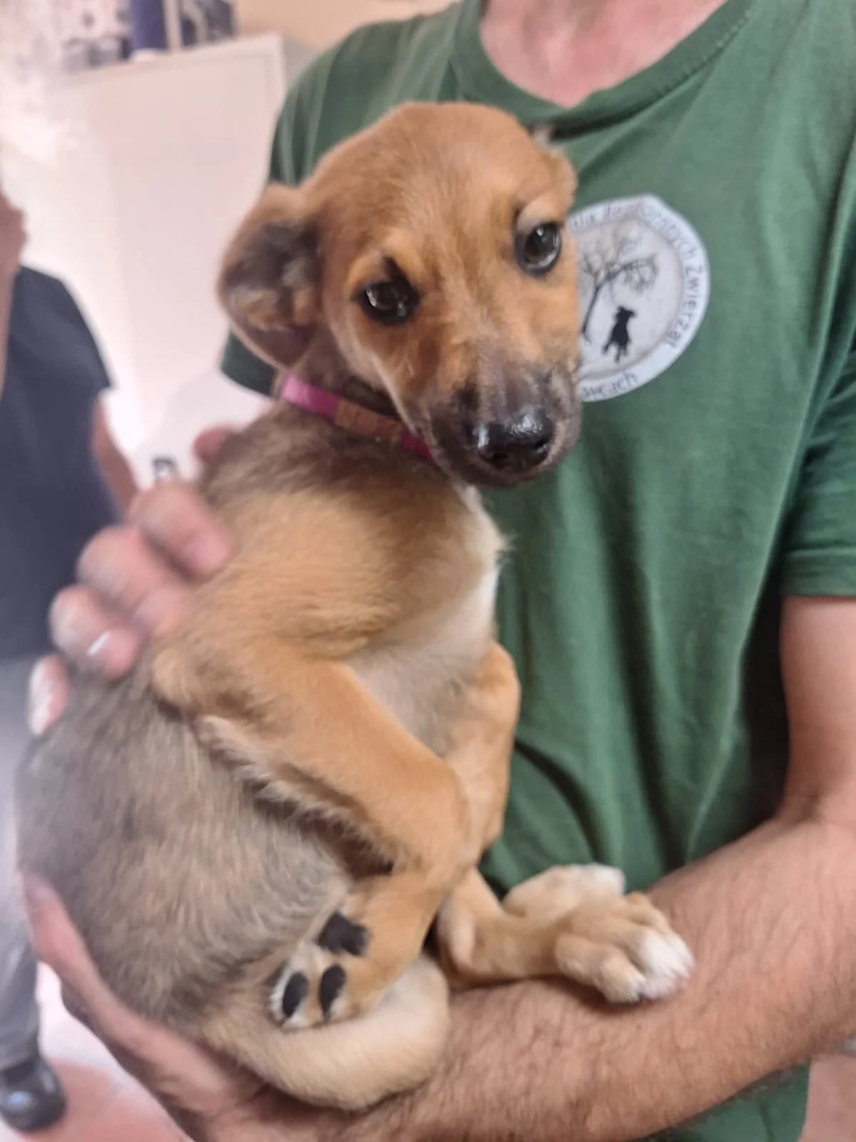 Roxy, female puppy Mixed Breed for adoption at Schronisko Orzechowce