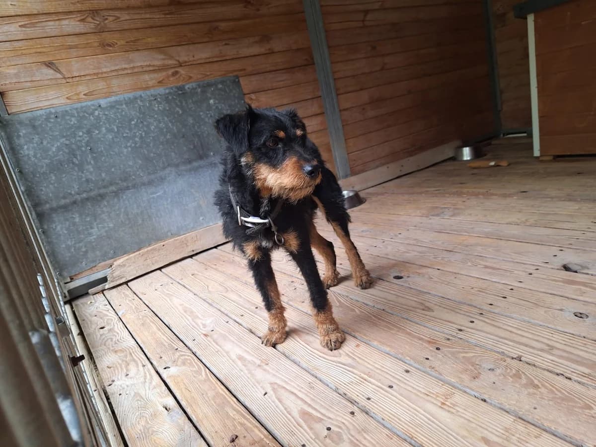 Dunkan, male puppy Mixed Breed for adoption at Schronisko Orzechowce
