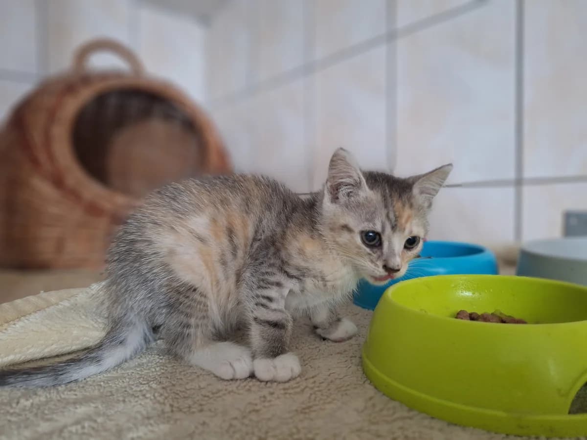 Frezja, female puppy Mixed Breed for adoption at Schronisko Orzechowce