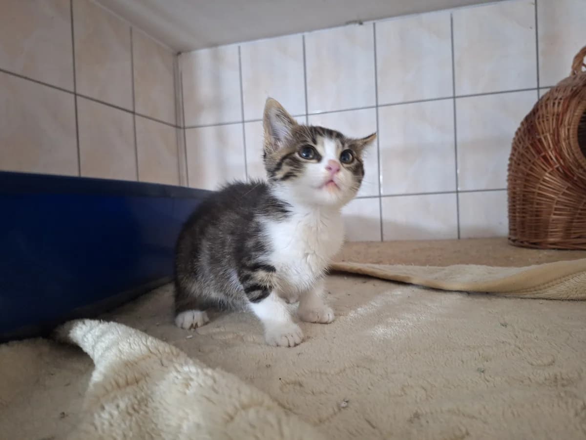 Fraszka, female puppy Mixed Breed for adoption at Schronisko Orzechowce