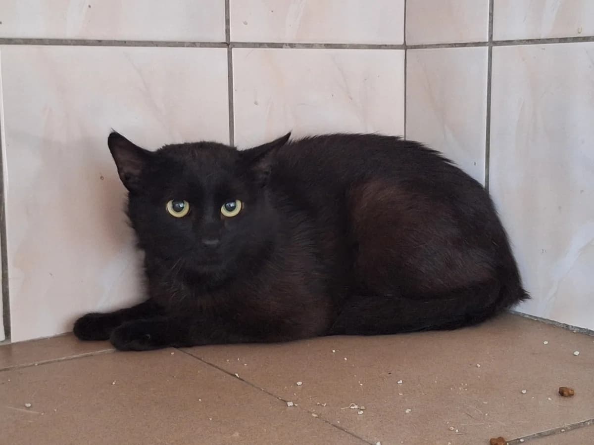 Neron, male young Mixed Breed for adoption at Schronisko Orzechowce