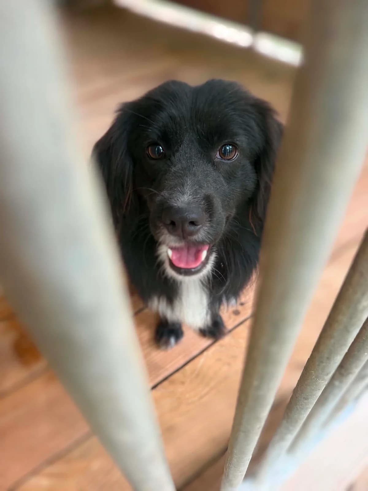 Gomez, male young Mixed Breed for adoption at Schronisko Orzechowce