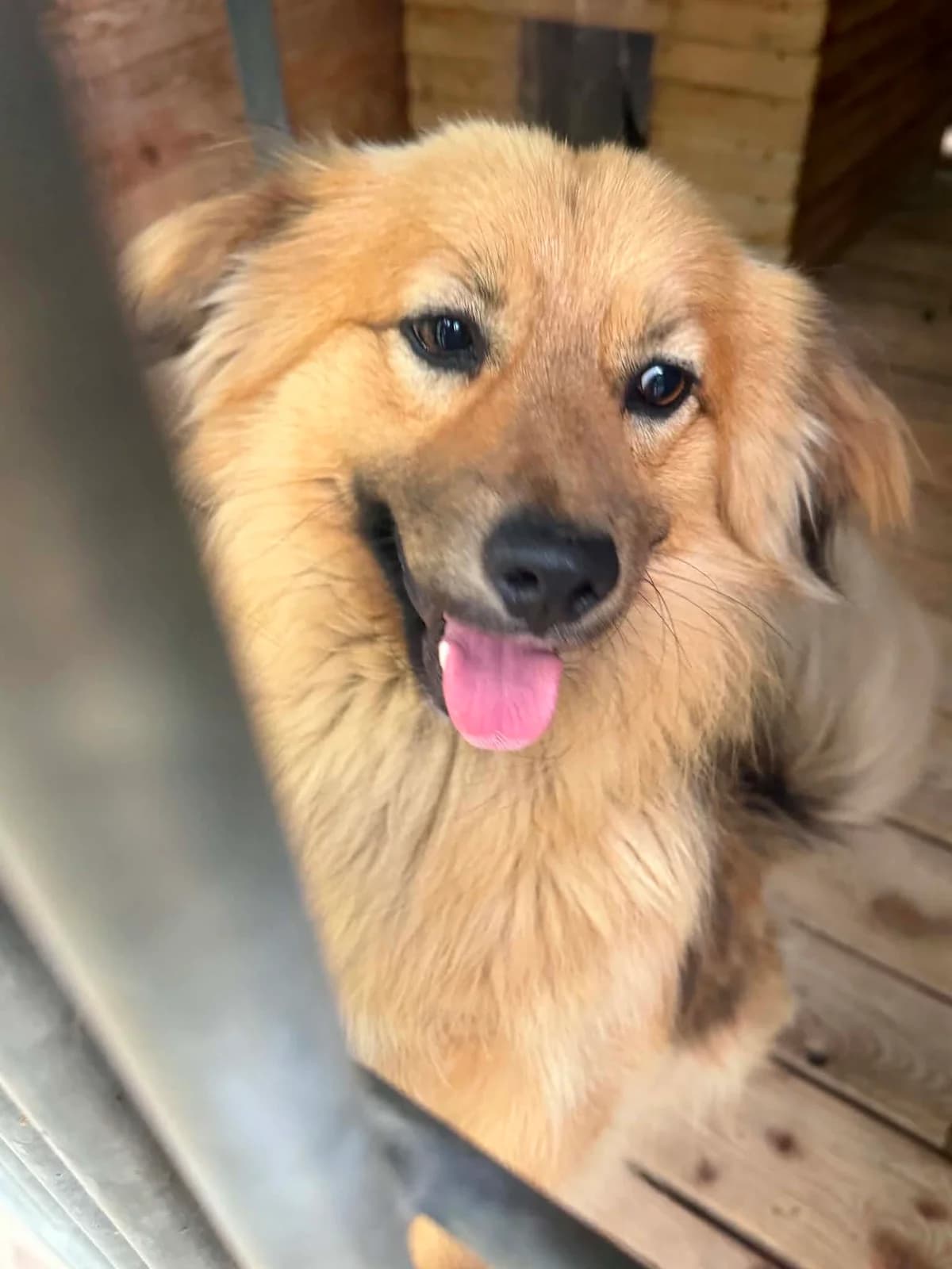 Diego, male young Mixed Breed for adoption at Schronisko Orzechowce