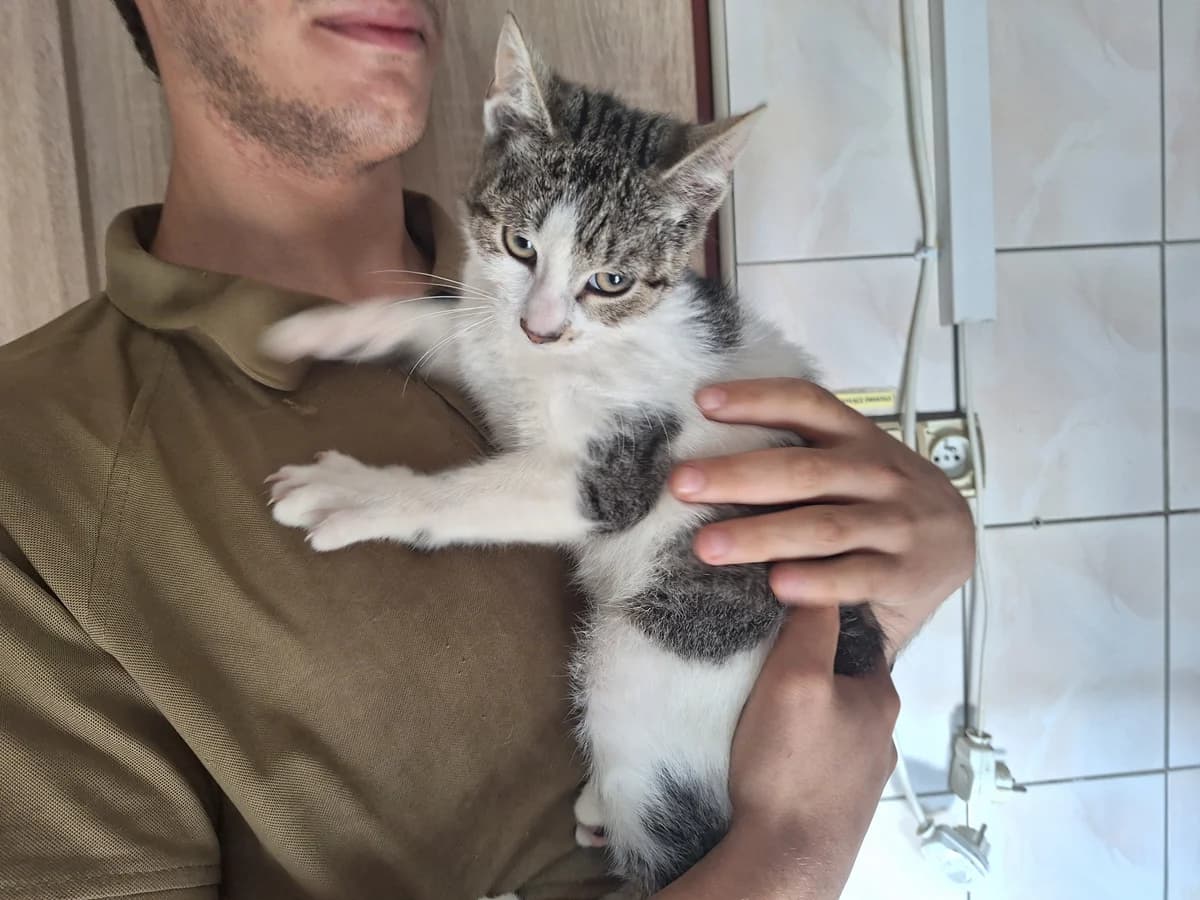 Parys, male puppy Mixed Breed for adoption at Schronisko Orzechowce
