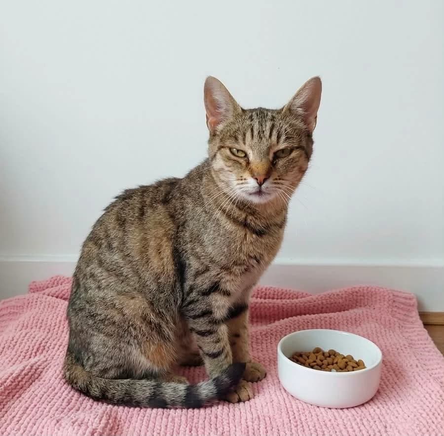 Amber, female 4yo Mixed Breed for adoption at Schronisko Orzechowce