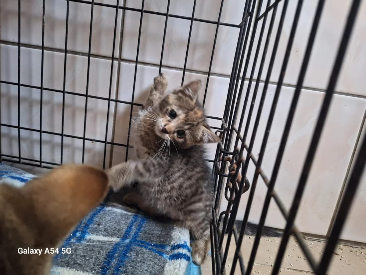 Elena, female puppy Mixed Breed for adoption at Schronisko Orzechowce