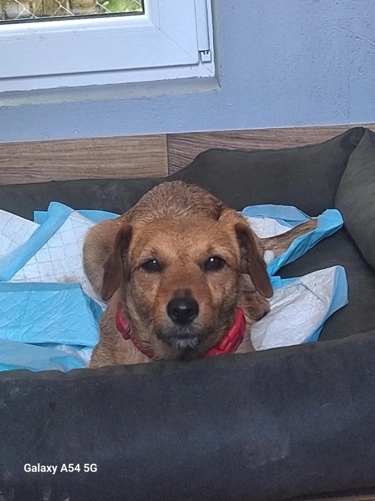 Kluska, female young Mixed Breed for adoption at Schronisko Orzechowce