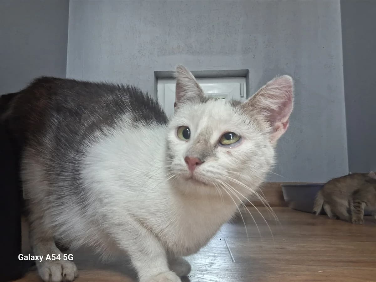 Balbinka i kociaki, female puppy Mixed Breed for adoption at Schronisko Orzechowce