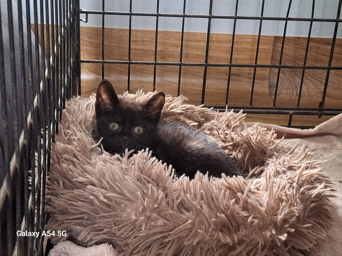 Salem, male puppy Mixed Breed for adoption at Schronisko Orzechowce