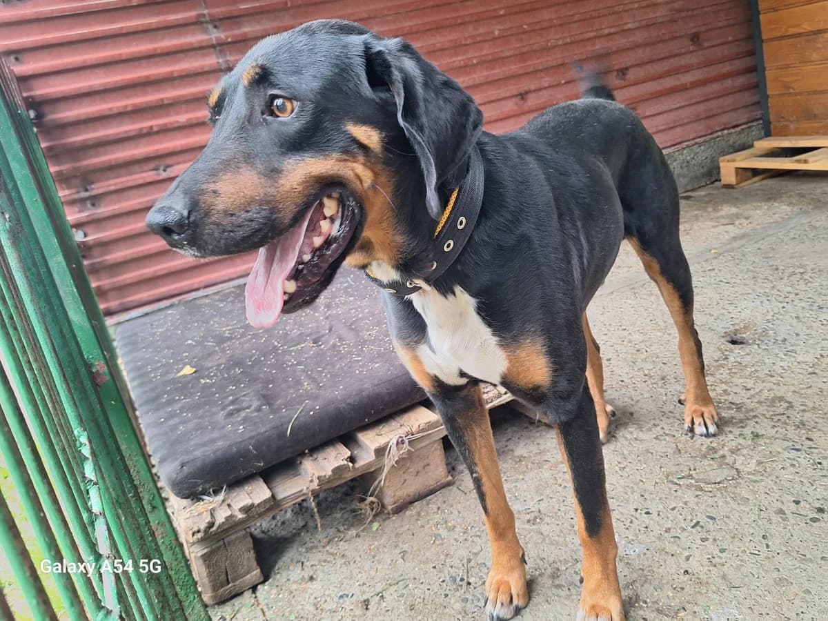 Daktyl, male 5yo Mixed Breed for adoption at Schronisko Orzechowce