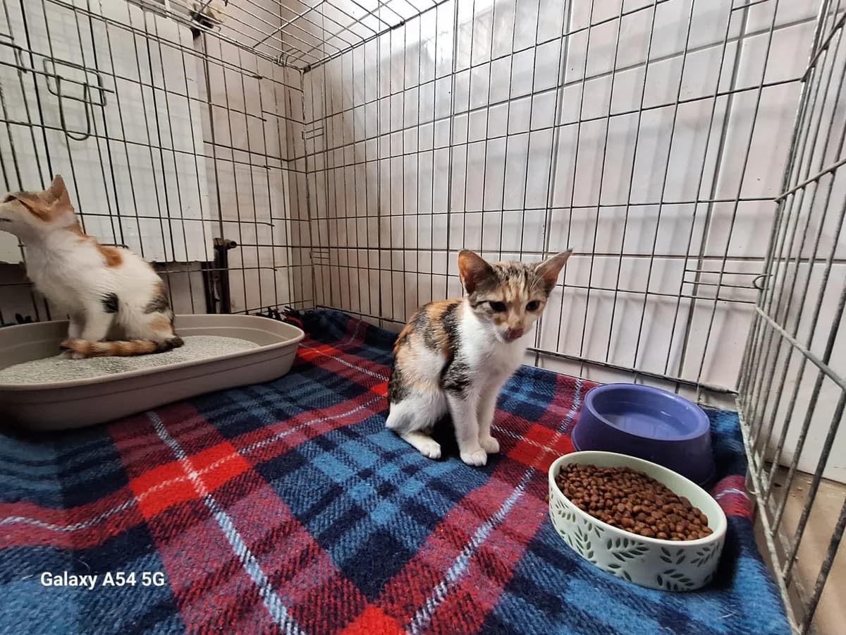 Hera & Hestia, puppy Mixed Breed for adoption at Schronisko Orzechowce