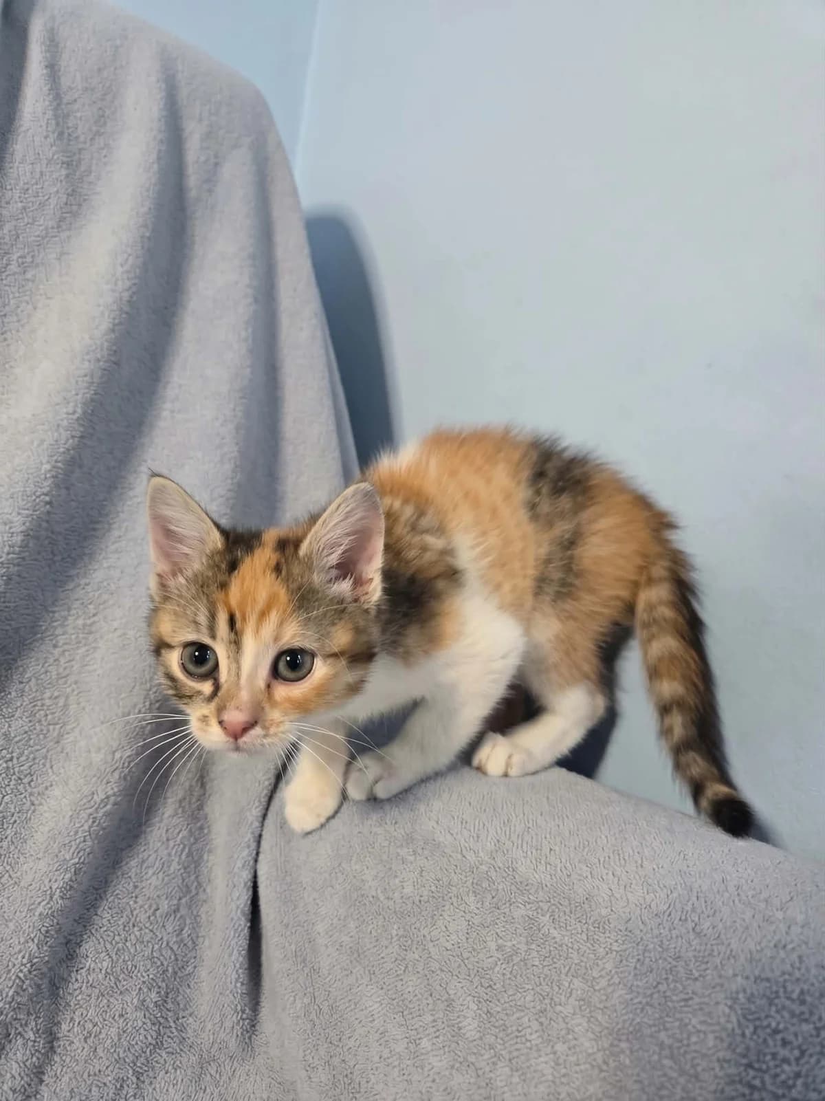 Aurelia, female puppy Mixed Breed for adoption at Schronisko Orzechowce