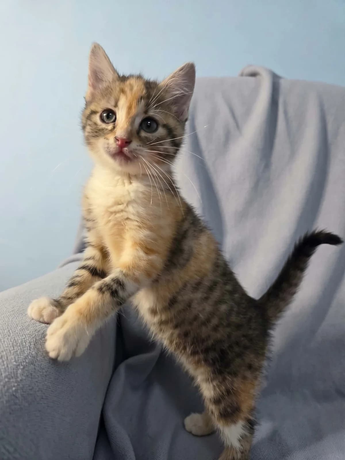 Alisson, female puppy Mixed Breed for adoption at Schronisko Orzechowce