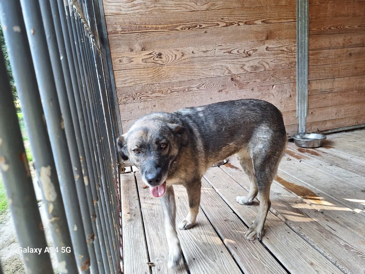 Agnes, female 4yo Mixed Breed for adoption at Schronisko Orzechowce