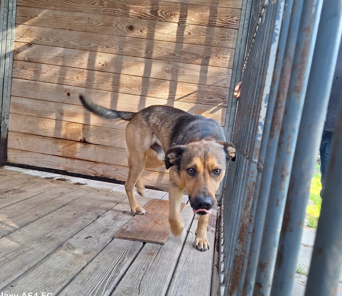 Dyzio, male puppy Mixed Breed for adoption at Schronisko Orzechowce