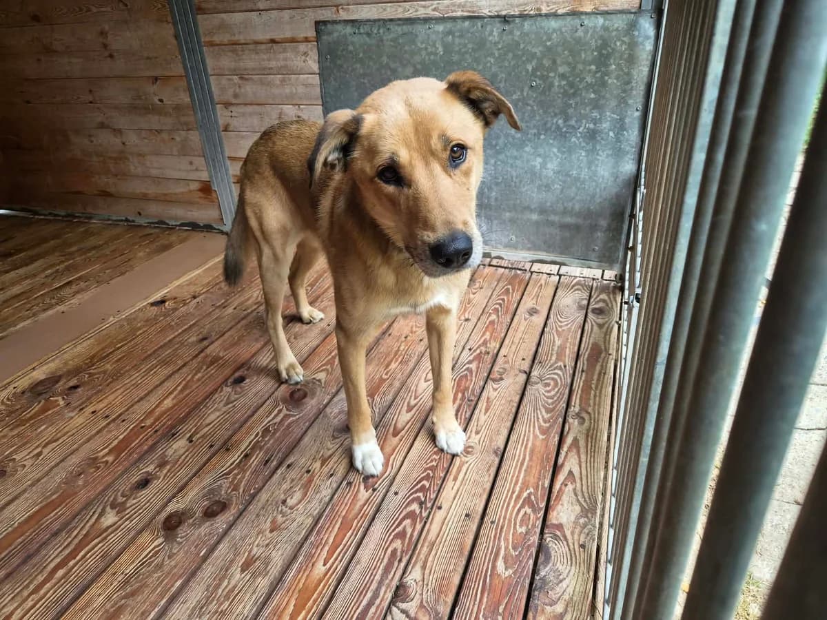 Sezam, male puppy Mixed Breed for adoption at Schronisko Orzechowce